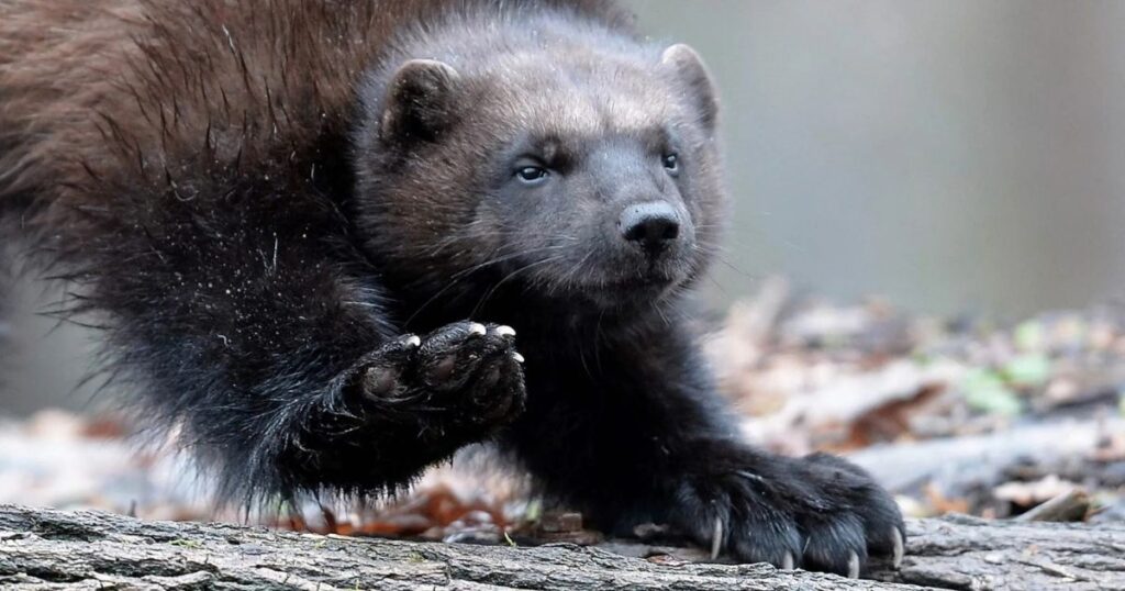 The Solitary Lifestyle of a Wolverine