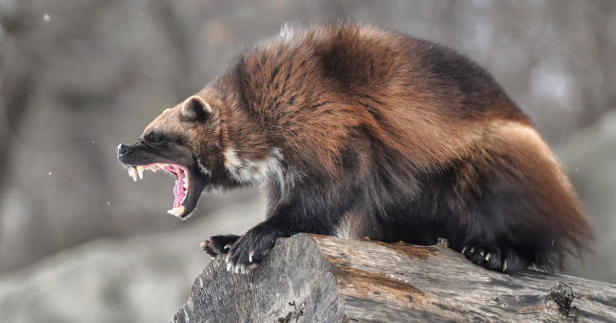 animal:lxjjx7snyfs= wolverine: The Fierce Predator of the Wild